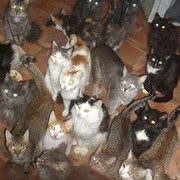 Приют "Кошки Мира" группа в Моем Мире.