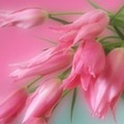 Алина Кудрявцова on My World.