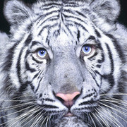 Тигр Тигр on My World.