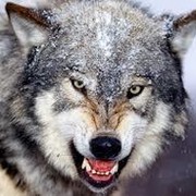 Управление гражданской защиты и хозяйственного обслуживания on My World.