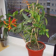 alla derbenjova on My World.