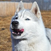 Веселый Хась on My World.