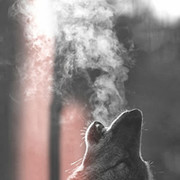 одинокий волк ................ on My World.