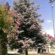 хан гранд on My World.