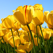 tulip yellow on My World.
