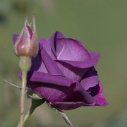 вильгельмина веллингтон on My World.